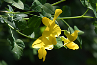 Cytisophyllum sessilifolium